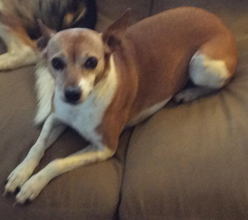 Untitled Jobella, American Rat Terrier