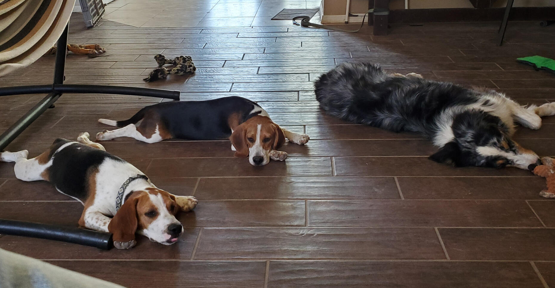 Andrea's Beagles & Australian Shepherd after a training session with Lane