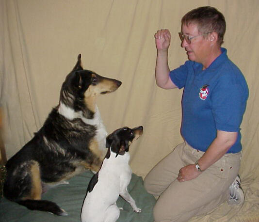 Laney working with Jipsy Boo, Smooth-coated Collie, and Jellybean, American Rat Terrier