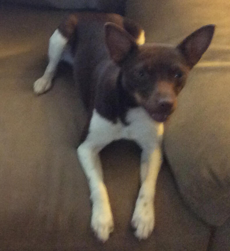 Junibug, American Rat Terrier