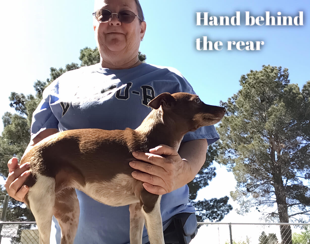 Hold a dog like this! Hand behind the rear.
