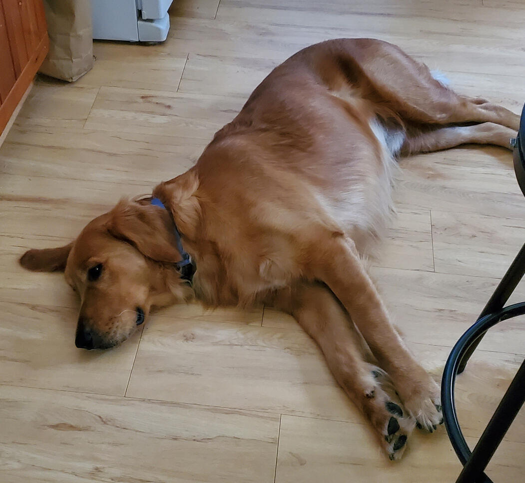 Untitled Gus after an in-home training session.