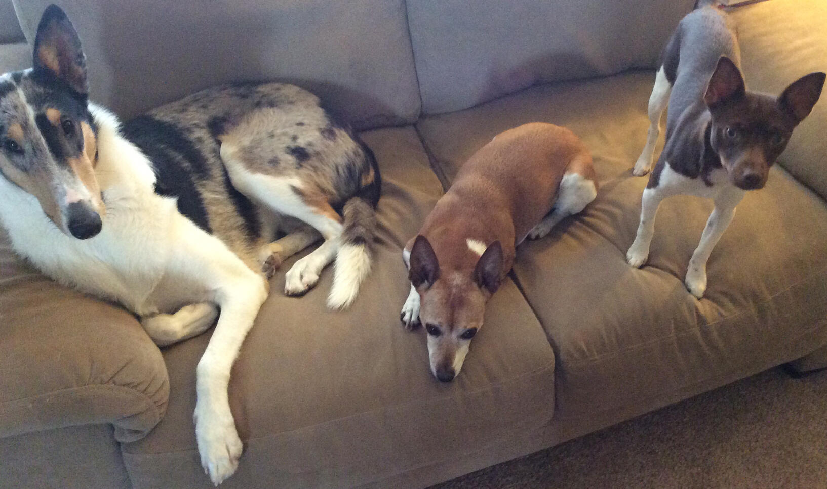Jassie Blue, a Smooth-coated Collie; Jobella and Junibug, American Rat Terriers
