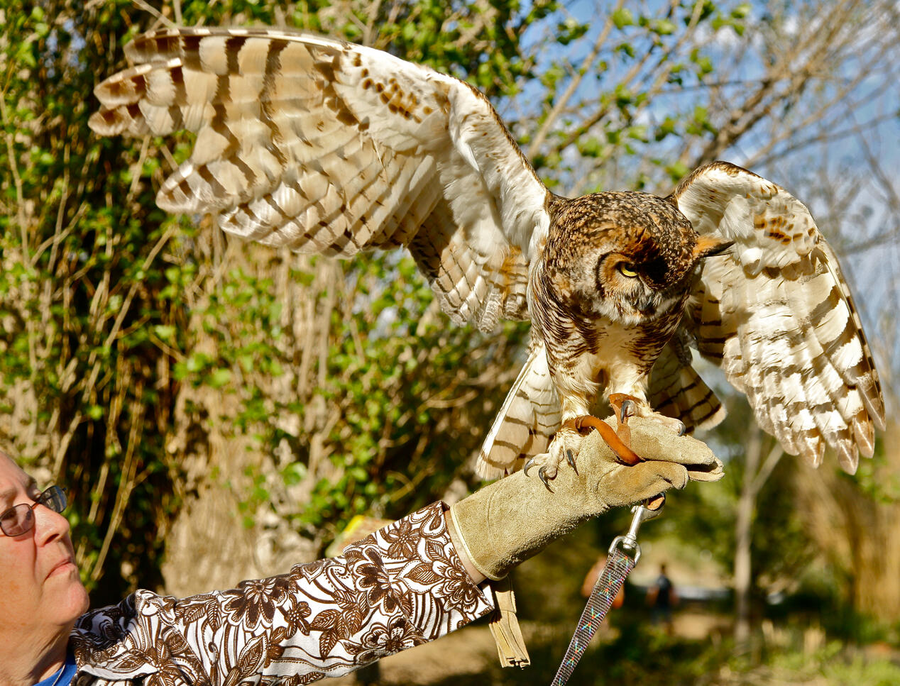 Laney holding Frodo, a Great Horned Owl