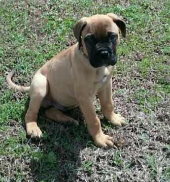 Untitled A Bull Mastiff puppy