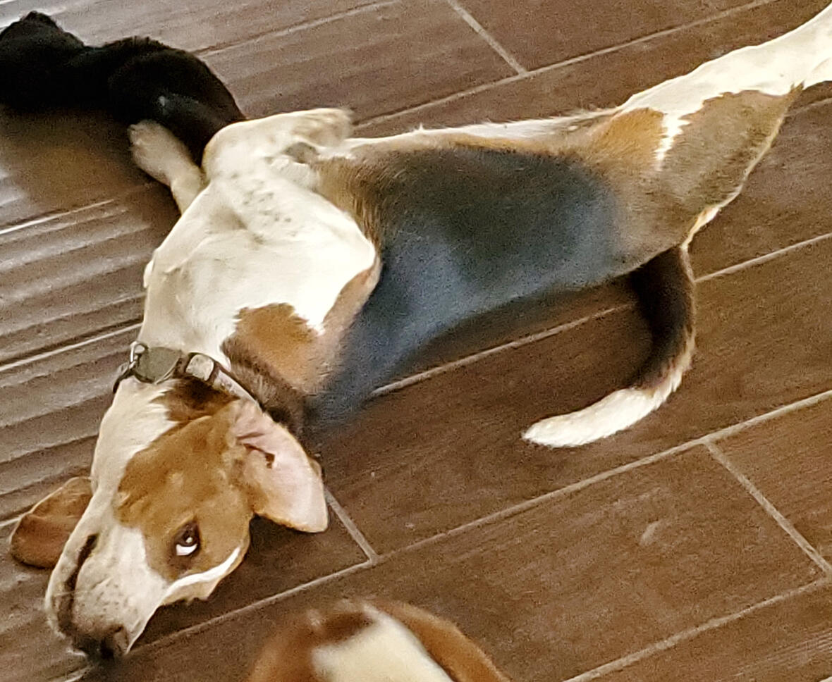 One of Andrea's Beagles after Laney training