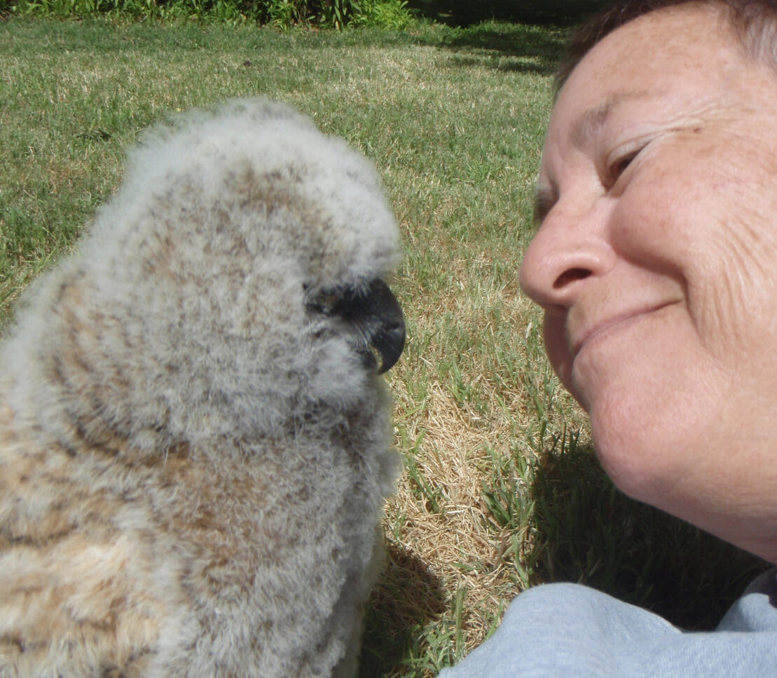 Lane with Frodo, Great Horned Owl, as a chick