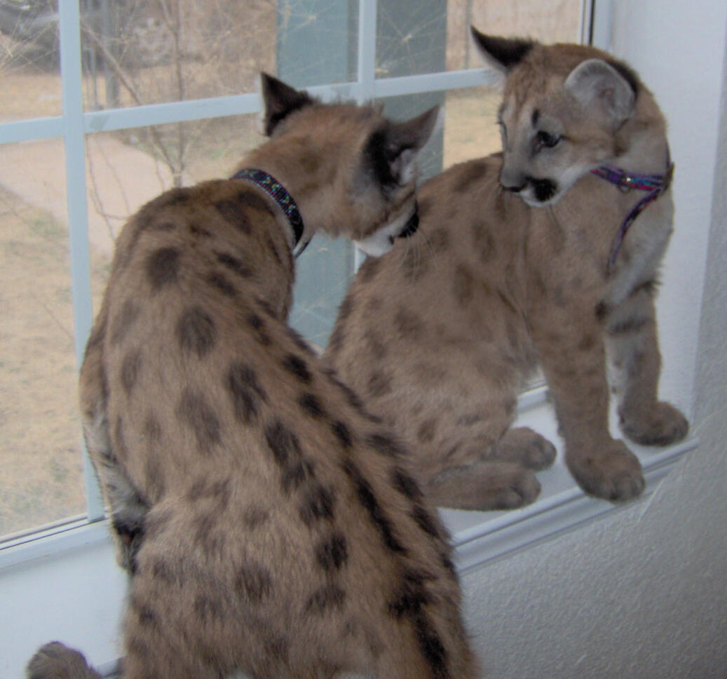 Bret & Bart, Mountain Lion cubs, at our home in Roswell