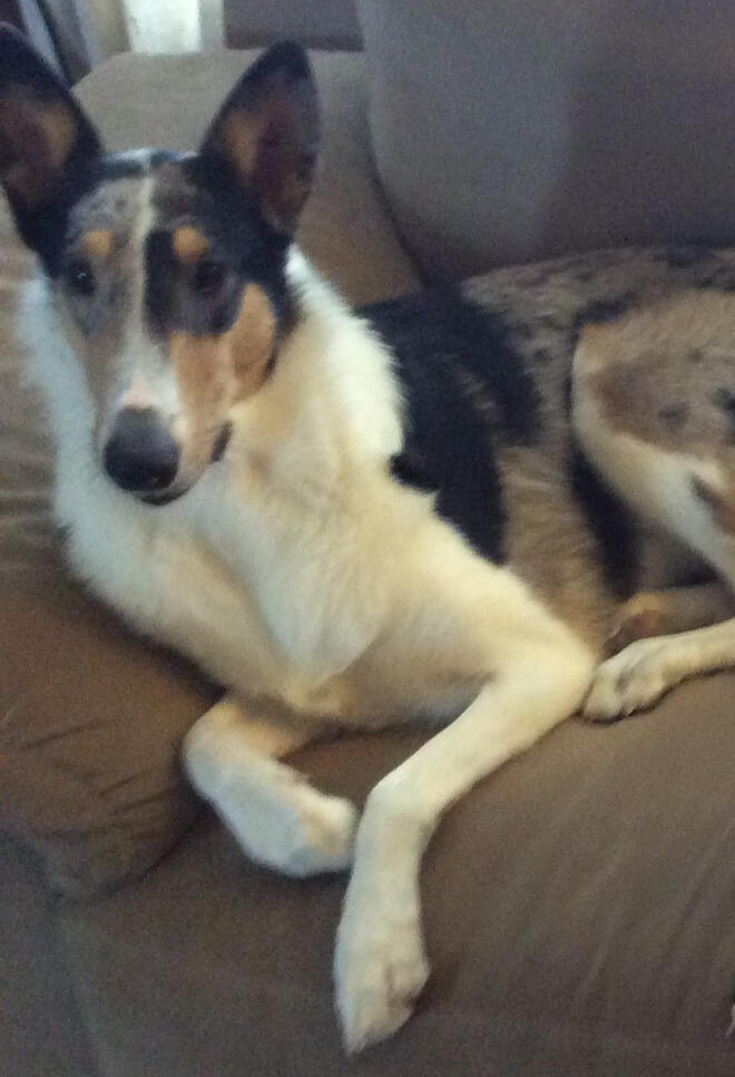 Untitled Jassie Blue, Smooth Coated Collie